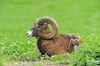 足球传奇罗纳尔迪尼奥加盟《开球！REMATCH》首发阵容！